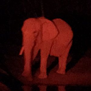 African Elephant at Night