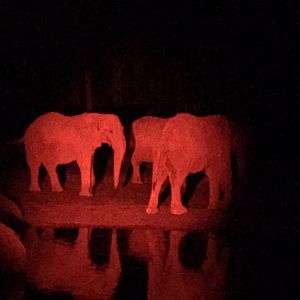 African Elephants at Night