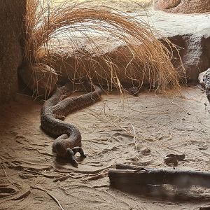 Burgers' Desert - Mating rattlesnakes