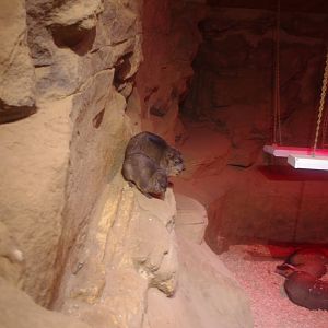 Rock Hyraxes and Aardvarks- 25/2/2022- Colchester Zoo
