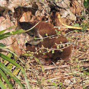 Asian Short Clawed Otter