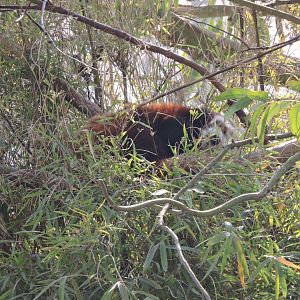 Sleeping Red Panda