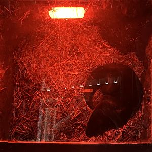 Eurasian Otter in Bed