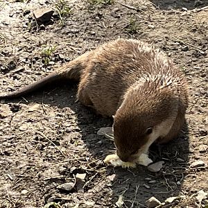 Asian Short Clawed Otter