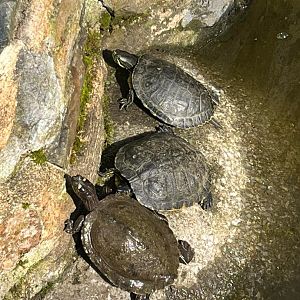 Group Of Terrapins