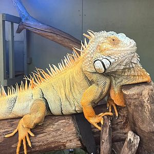 Iguana