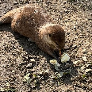 Asian Short Clawed Otter