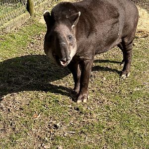 Tapir