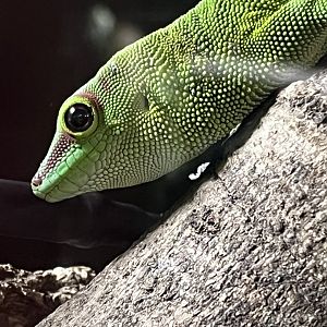 Green Gecko
