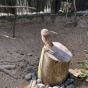 Burrowing Owl
