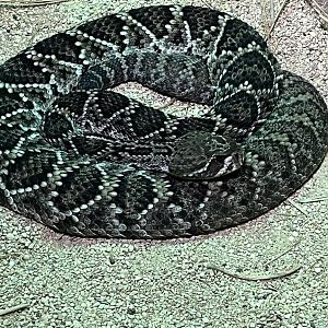 East Diamondback Rattlesnake