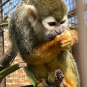 Squirrel Monkey