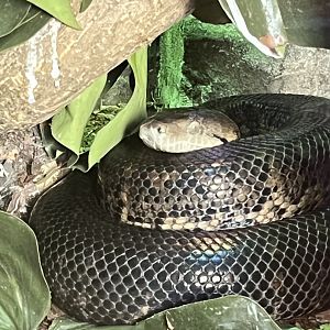 Boa Constrictor