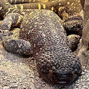 Beaded Lizard