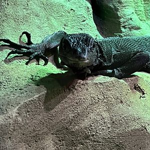 Black Monitor Lizard
