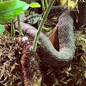 Beautiful Pit Viper