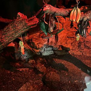 Fruit Bat Exhibit