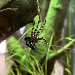 Whip Tailed Scorpion