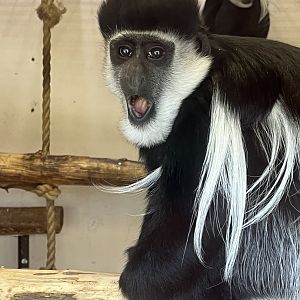 Colobus Monkey