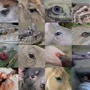 Photo Puzzle for April 1st