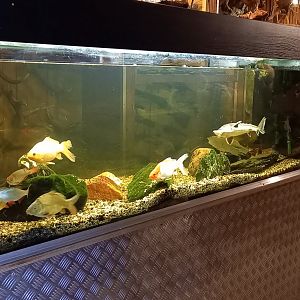 Aquarium European freshwater fishes