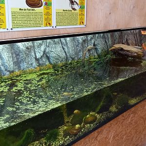 Enclosure Pond turtle - Mussel - Crayfish