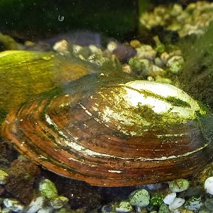 Thick-shelled river mussel
