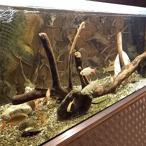 Aquarium European freshwater fishes