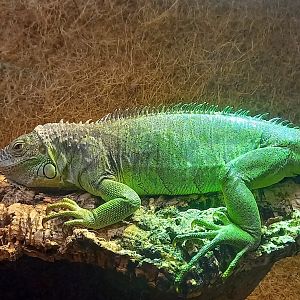 Green iguana