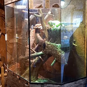 Enclosure Iguana - Tortoise