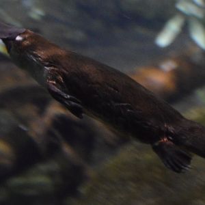 Ornithorhynchus anatinus