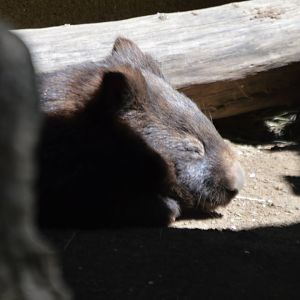 Vombatus ursinus hirsutus