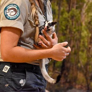 Striped Possum (Dactylopsila trivirgata)