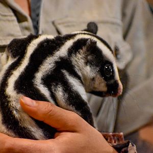 Striped Possum (Dactylopsila trivirgata)