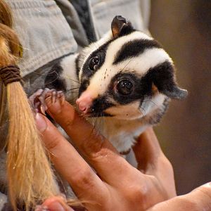Striped Possum (Dactylopsila trivirgata)