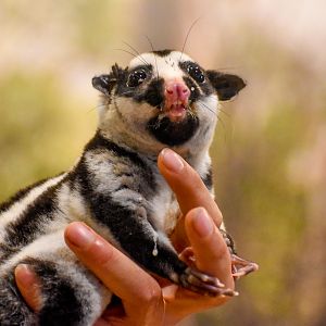 Striped Possum (Dactylopsila trivirgata)