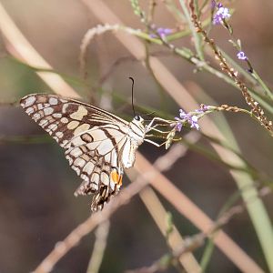 Chequered Swallowtail