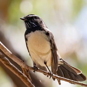 Willie Wagtail