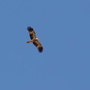 Whistling Kite