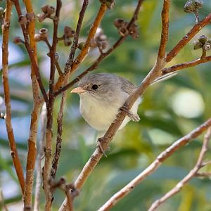 White-winged Fairy Wren female