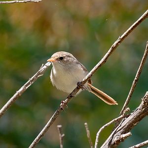 White-winged Fairy Wren female
