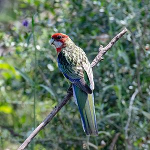 Eastern Rosella