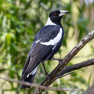 Australian Black-backed Magpie