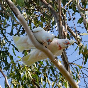 Long-billed Corellas