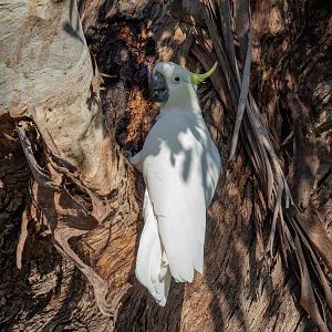Sulphur-crested Cockatoo