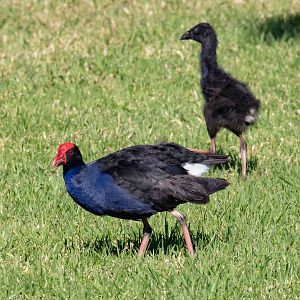 Australian Swamphen and juvenile