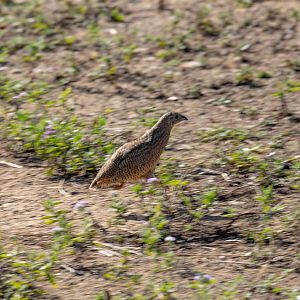 Brown Quail
