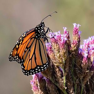 Monarch Butterfly
