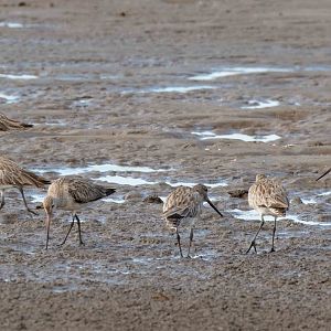 Bat-tailed Godwits