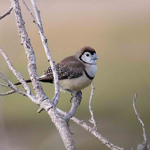 Double-barred Finch